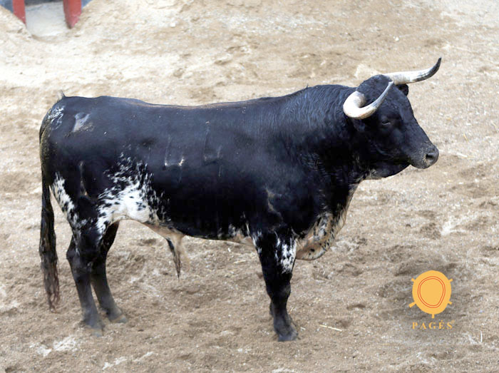 Sorteo de los novillos de López Gibaja para Sevilla, 14 de junio de 2018.