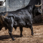 Sorteo, Madrid 24 de junio de 2018