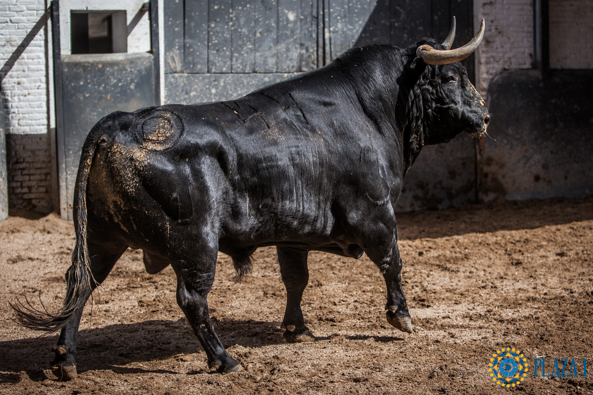 Sorteo, Madrid 24 de junio de 2018