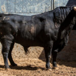 Sorteo, Madrid 9 de junio de 2018