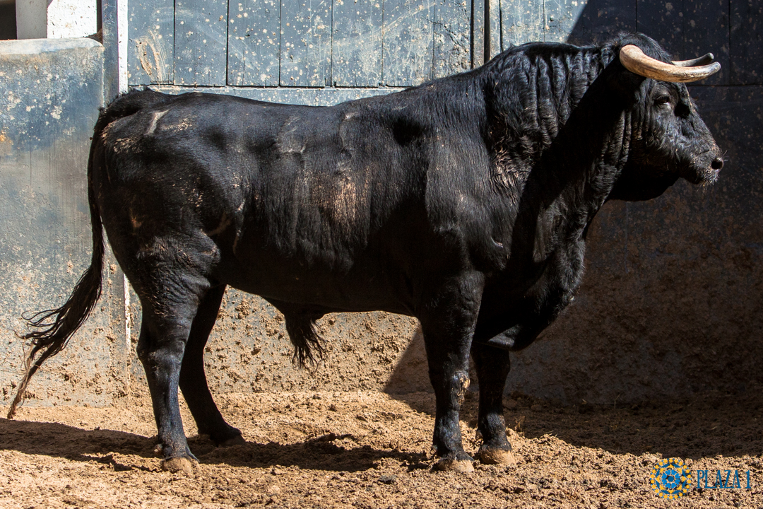 Sorteo, Madrid 9 de junio de 2018