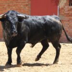 Madrid, San Isidro, lunes 4 de junio de 2018. Toros de Saltillo