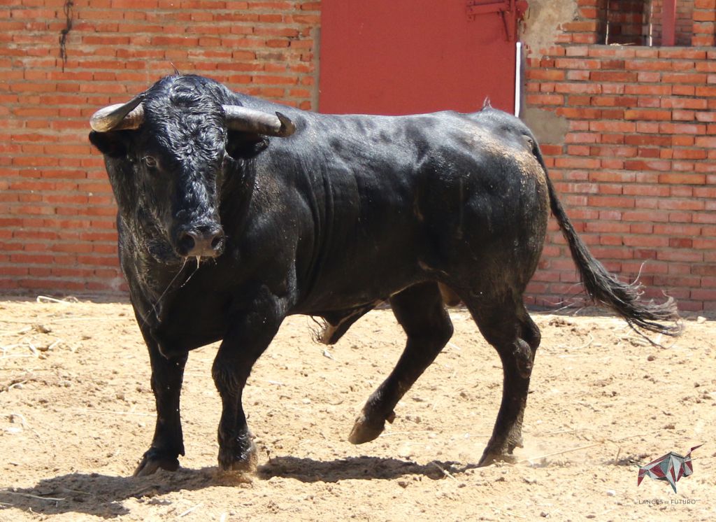 Madrid, San Isidro, lunes 4 de junio de 2018. Toros de Saltillo