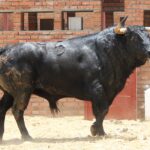 Madrid, San Isidro, martes 5 de junio de 2018. Toros de José Escolar