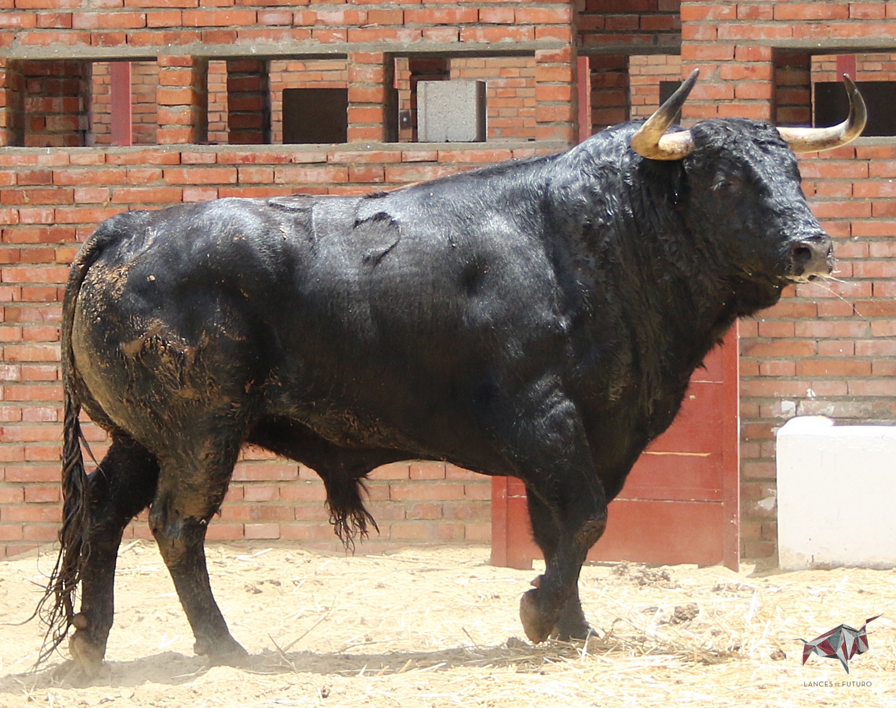 Madrid, San Isidro, martes 5 de junio de 2018. Toros de José Escolar