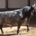 Madrid, jueves 7 de junio de 2018, San Isidro. Toros de Rehuelga y Pallarés