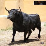 Granada, viernes 1 de junio de 2018. Sorteados los toros de Victoriano del Río.