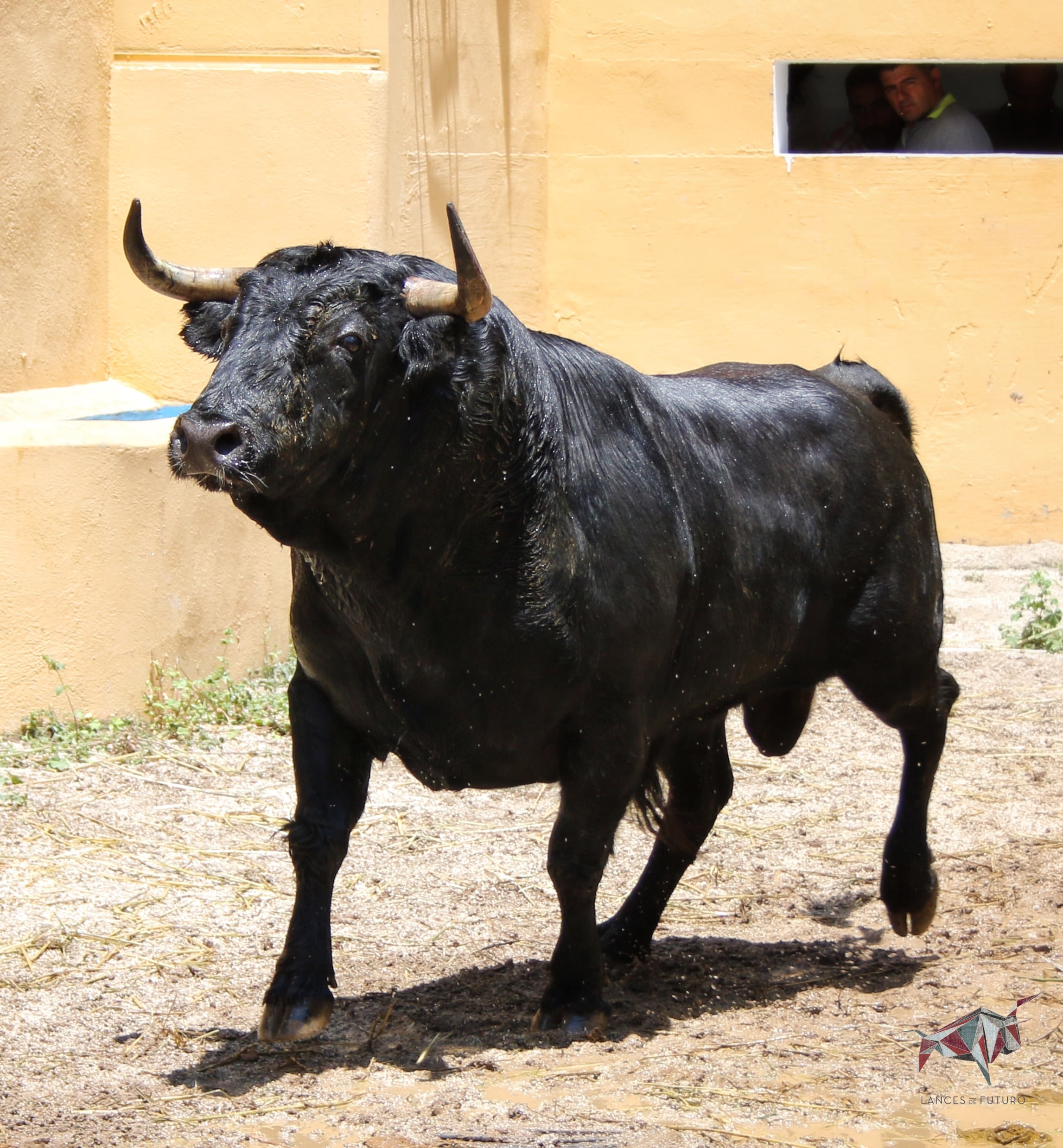 Granada, viernes 1 de junio de 2018. Sorteados los toros de Victoriano del Río.