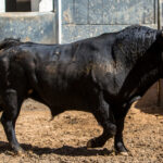 Sorteo, Madrid 9 de junio de 2018