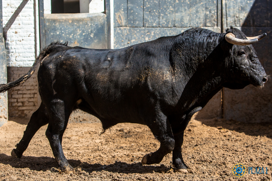 Sorteo, Madrid 9 de junio de 2018