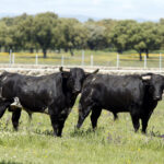 55-Jabardillo y 25-Primoroso