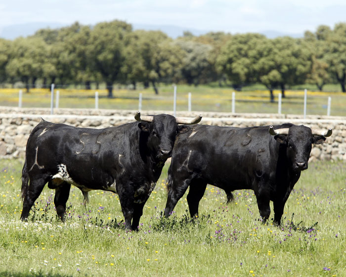 55-Jabardillo y 25-Primoroso