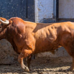 Sorteo, Madrid 3 de junio de 2018