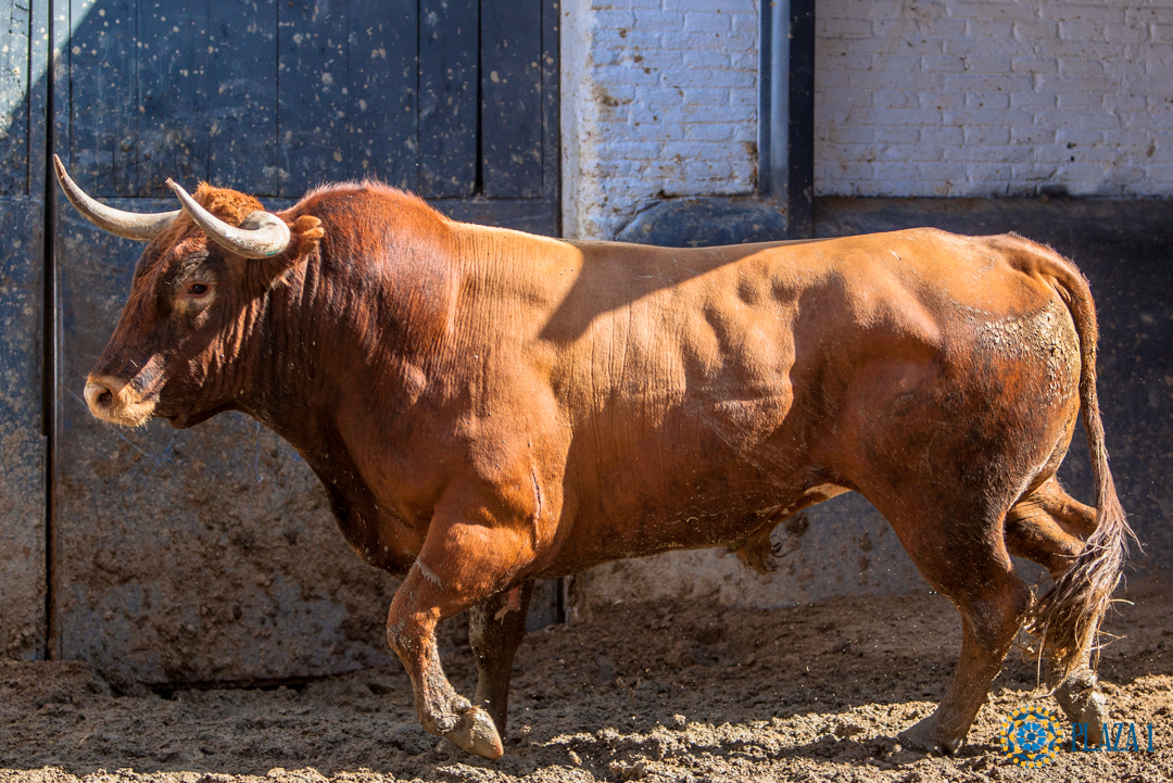 Sorteo, Madrid 3 de junio de 2018