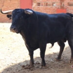 Madrid, San Isidro, lunes 4 de junio de 2018. Toros de Saltillo