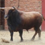 Madrid, San Isidro, martes 5 de junio de 2018. Toros de José Escolar