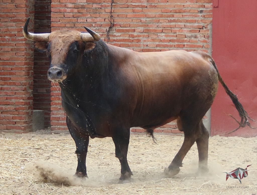 Madrid, San Isidro, martes 5 de junio de 2018. Toros de José Escolar