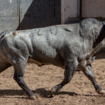 Madrid, jueves 7 de junio de 2018, San Isidro. Toros de Rehuelga y Pallarés