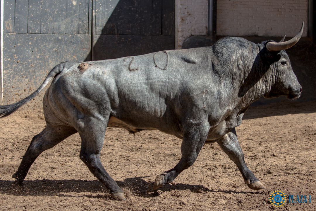 Madrid, jueves 7 de junio de 2018, San Isidro. Toros de Rehuelga y Pallarés