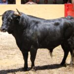 Granada, viernes 1 de junio de 2018. Sorteados los toros de Victoriano del Río.