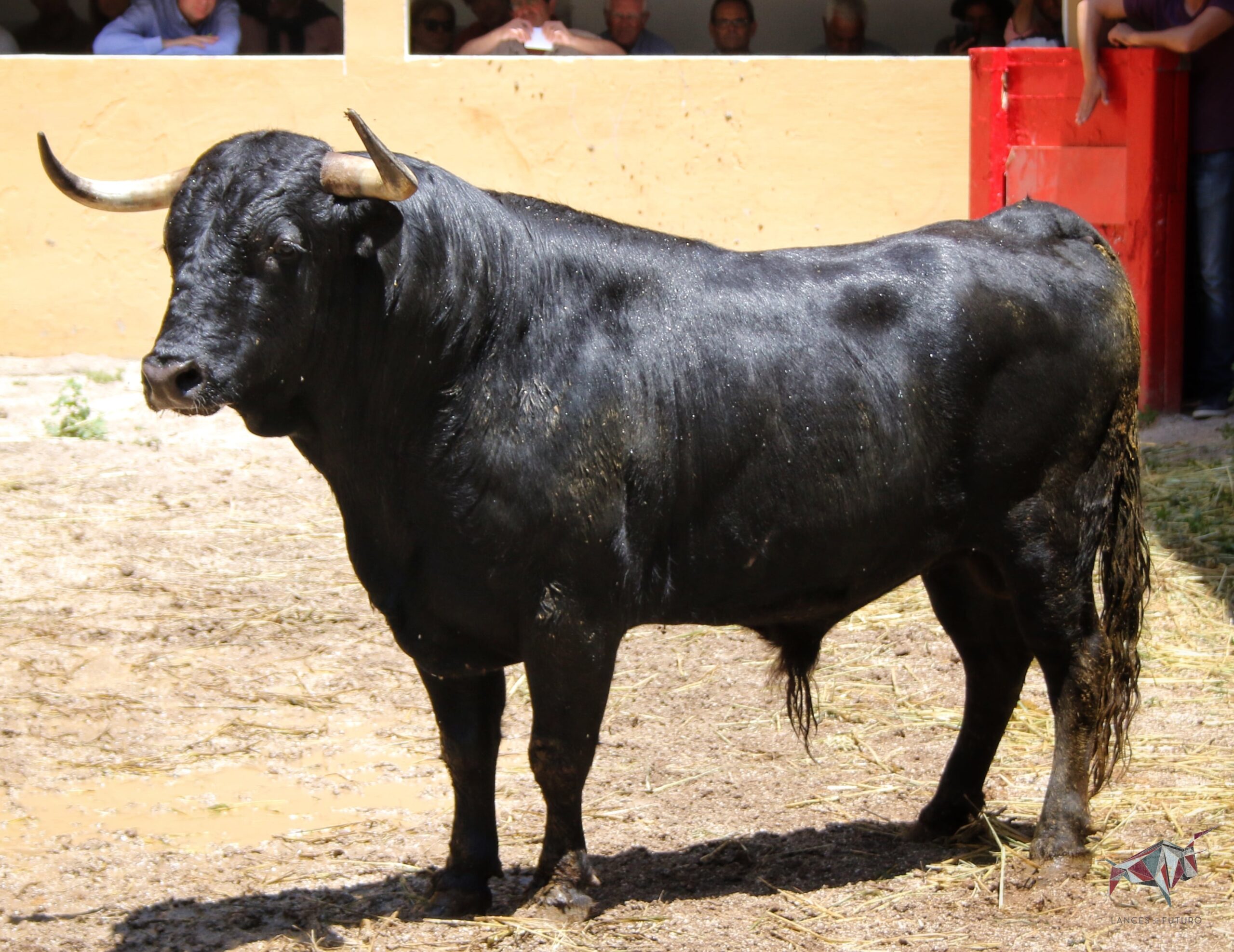 Granada, viernes 1 de junio de 2018. Sorteados los toros de Victoriano del Río.