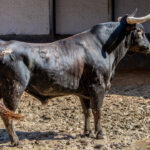 Sorteo, Madrid 3 de junio de 2018