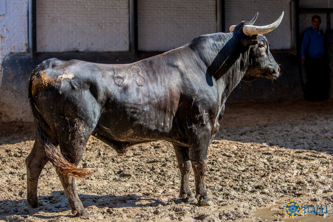 Sorteo, Madrid 3 de junio de 2018