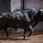 Sorteo, Madrid 24 de junio de 2018