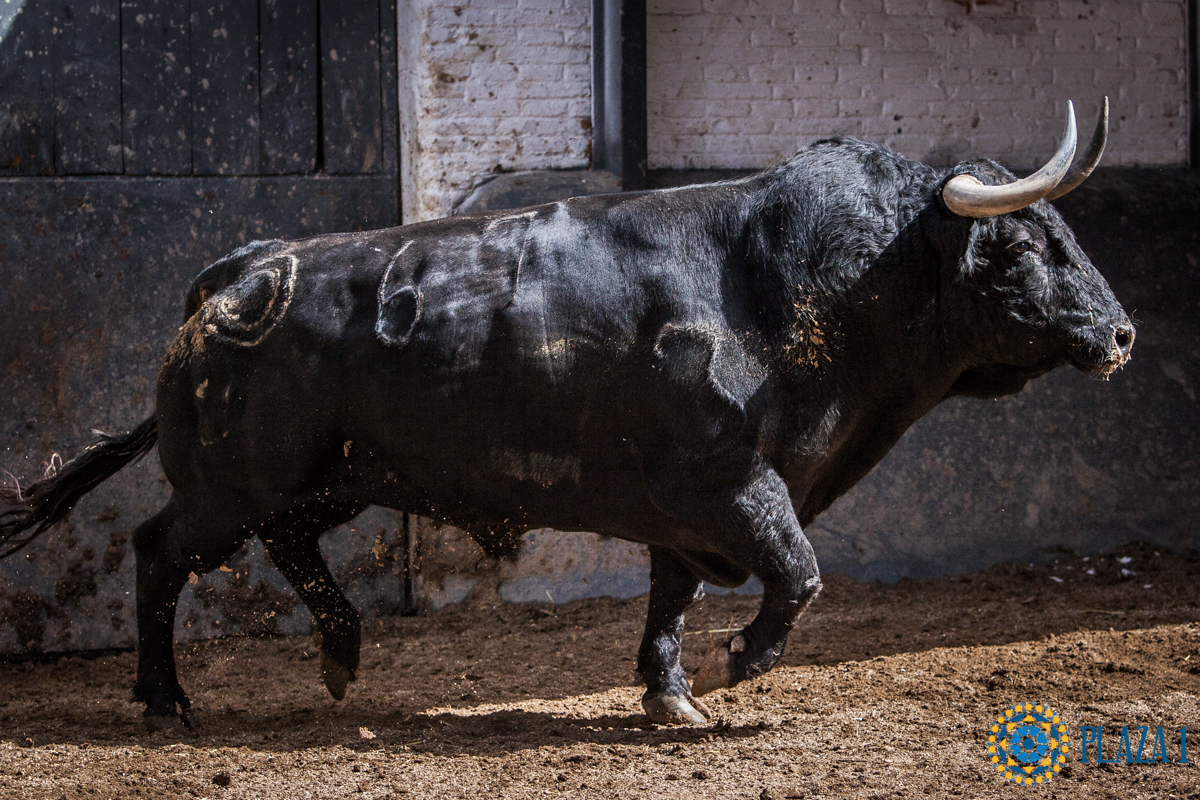 Sorteo, Madrid 24 de junio de 2018
