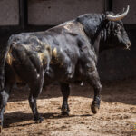 Sorteo, Madrid 24 de junio de 2018