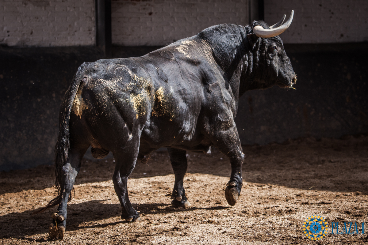 Sorteo, Madrid 24 de junio de 2018
