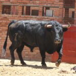 Madrid, San Isidro, lunes 4 de junio de 2018. Toros de Saltillo