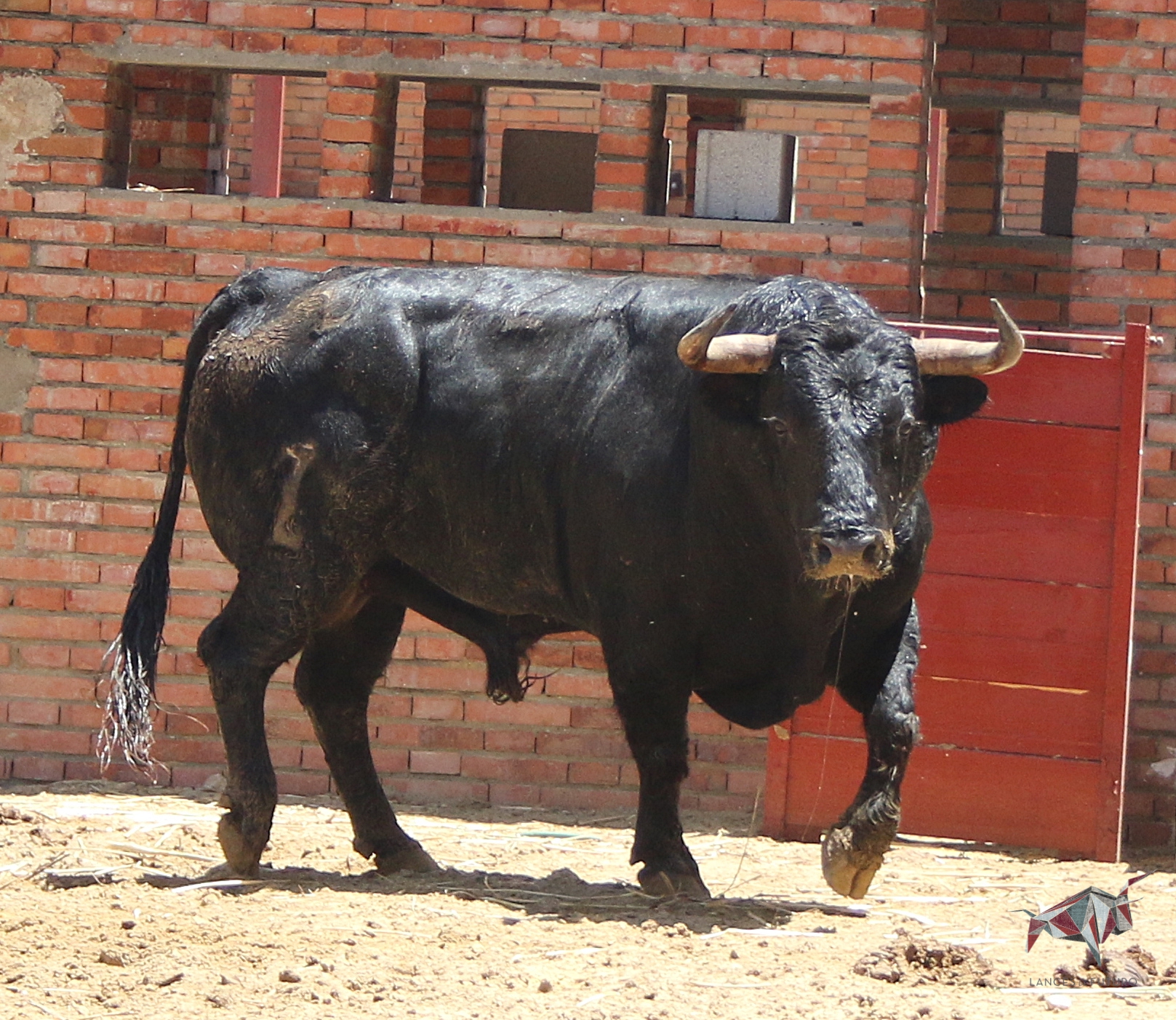 Madrid, San Isidro, lunes 4 de junio de 2018. Toros de Saltillo