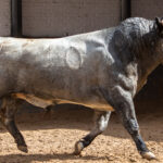 Madrid, San Isidro, martes 5 de junio de 2018. Toros de José Escolar
