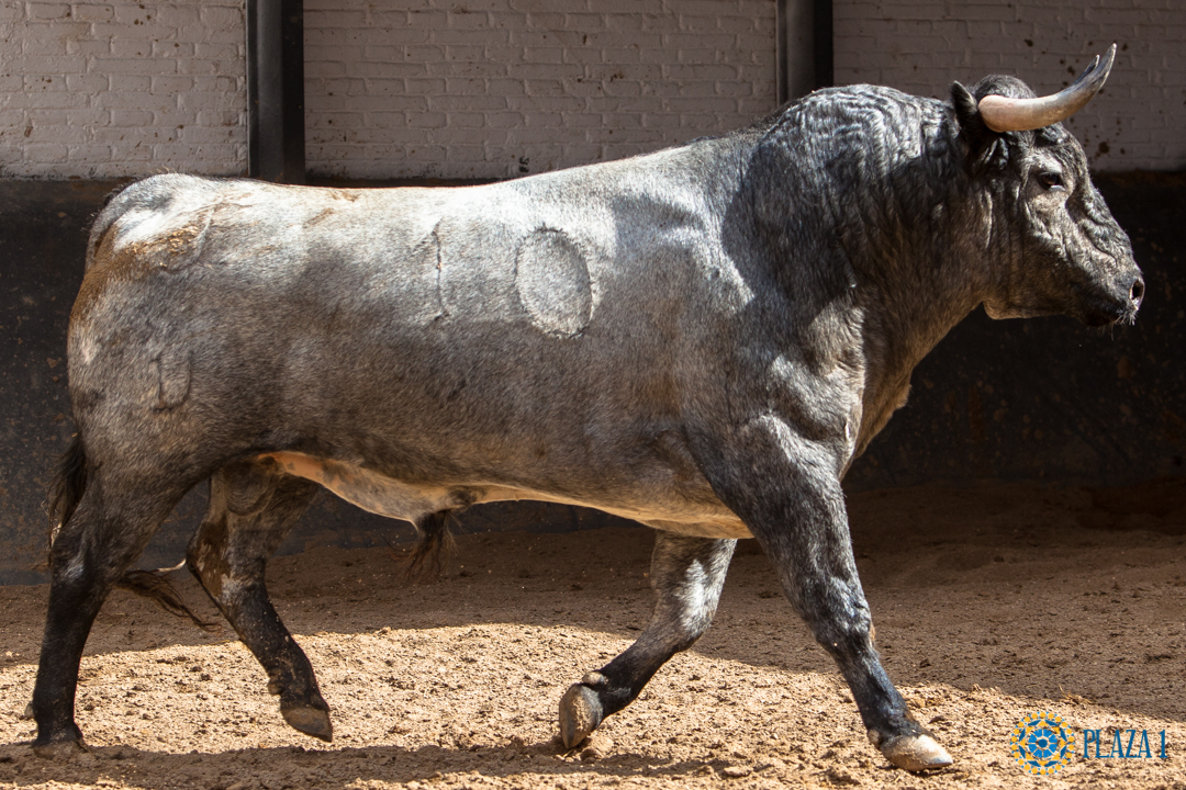 Madrid, San Isidro, martes 5 de junio de 2018. Toros de José Escolar