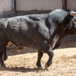 Madrid, jueves 7 de junio de 2018, San Isidro. Toros de Rehuelga y Pallarés