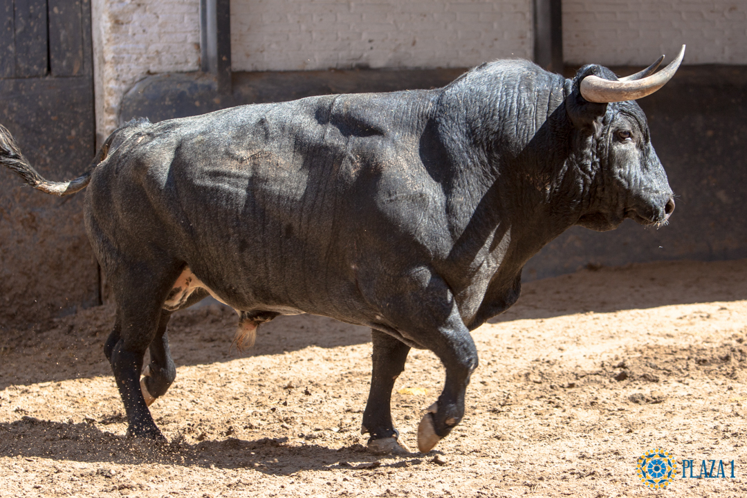 Madrid, jueves 7 de junio de 2018, San Isidro. Toros de Rehuelga y Pallarés
