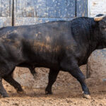 Sorteo, Madrid 9 de junio de 2018