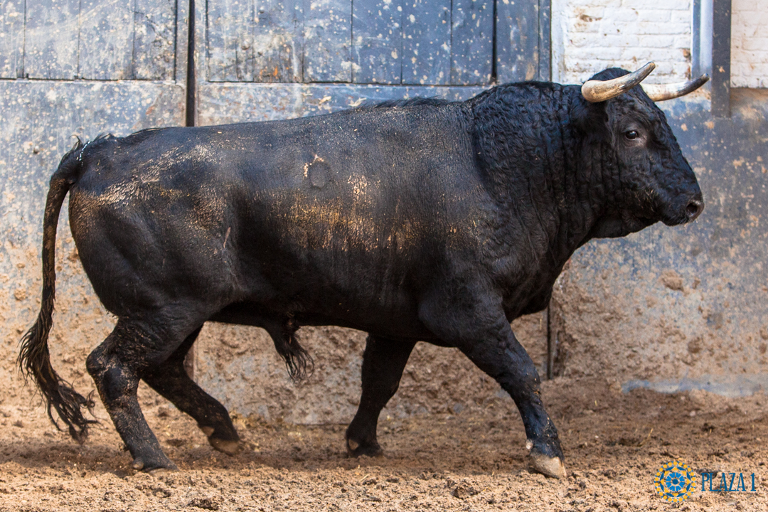 Sorteo, Madrid 9 de junio de 2018