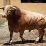 Granada, viernes 1 de junio de 2018. Sorteados los toros de Victoriano del Río.