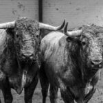 Madrid, San Isidro, lunes 4 de junio de 2018. Toros de Saltillo