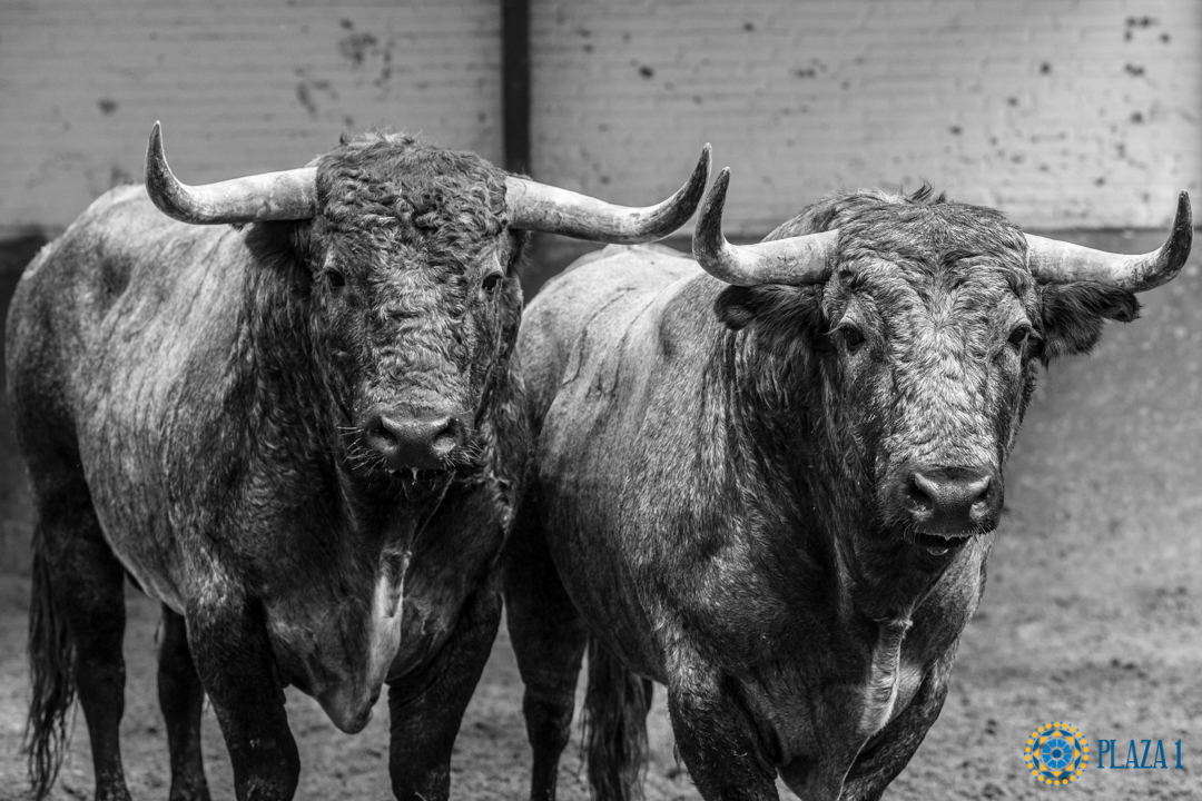 Madrid, San Isidro, lunes 4 de junio de 2018. Toros de Saltillo