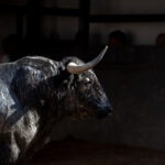 Madrid, San Isidro, martes 5 de junio de 2018. Toros de José Escolar