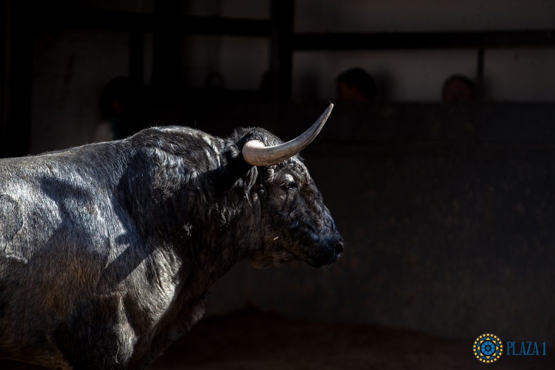 Madrid, San Isidro, martes 5 de junio de 2018. Toros de José Escolar