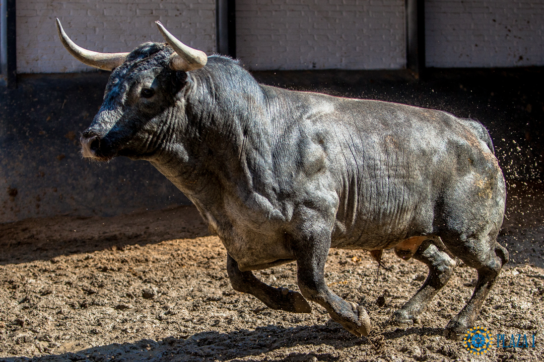 Sorteo, Madrid 3 de junio de 2018