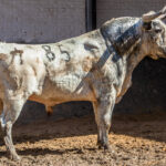 85-Tiznaolla, en los corrales de Las Ventas.