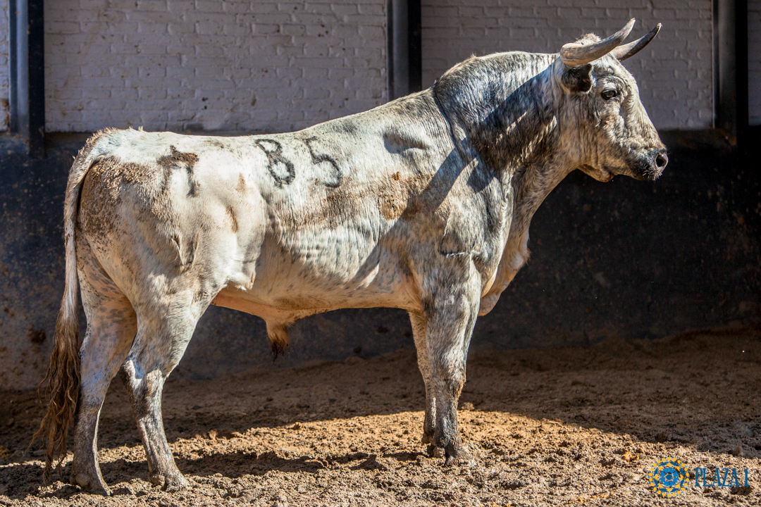 85-Tiznaolla, en los corrales de Las Ventas.