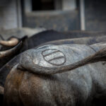 Madrid, San Isidro, lunes 4 de junio de 2018. Toros de Saltillo