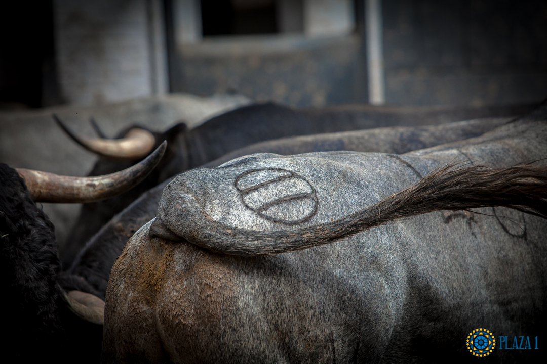 Madrid, San Isidro, lunes 4 de junio de 2018. Toros de Saltillo