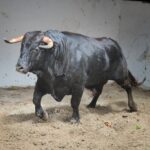 Sorteo, Bilbao 9 de junio de 2018